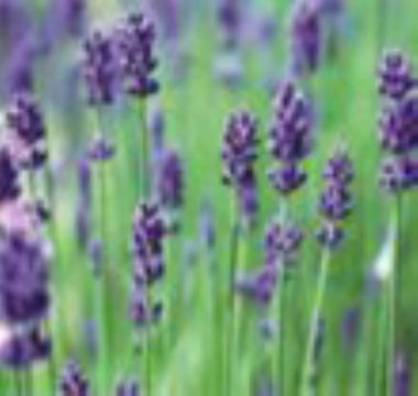 Lavender Oil